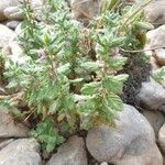 Teucrium scordium Kvet