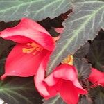 Begonia boliviensis Kvet