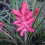 Aechmea distichanthaFlower