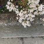 Saxifraga cotyledon Fleur