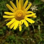 Buphthalmum salicifolium Flower