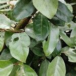 Elaeagnus × submacrophylla Leaf