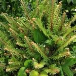 Polystichum setiferum Συνήθη χαρακτηριστικά