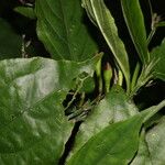 Ruellia stemonacanthoides Leaf