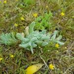 Bombycilaena erecta Leaf