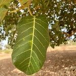 Ficus platyphylla Leaf