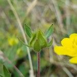 Potentilla grandiflora 果