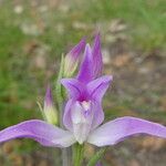 Cephalanthera rubra Blomst