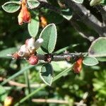 Cotoneaster integerrimus Likasa