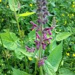 Stachys sylvaticaFlors