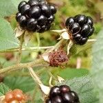 Rubus vestitus Frucht