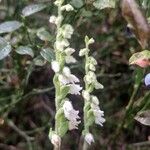 Goodyera repensFlower