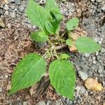 Circaea canadensis Feuille