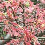 Acer japonicum Ліст