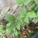 Rubus occidentalis Φύλλο