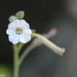 Nicotiana forsteri Flower