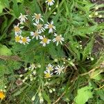 Doellingeria umbellata Blomma