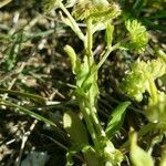 Valerianella eriocarpa Blüte