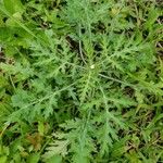 Parthenium hysterophorusBlomst