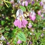 Impatiens balfouriiBlomst