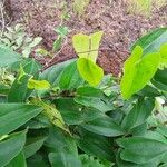 Dioscorea praehensilis Квітка