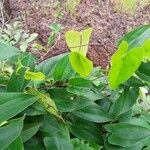 Dioscorea praehensilis Flower