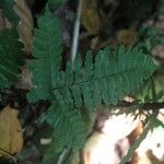 Triplophyllum securidiforme पत्ता