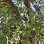 Quercus brantii Diğer