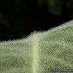 Asclepias eriocarpa Levél