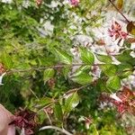 Vesalea grandifolia Blad