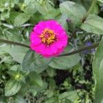 Zinnia elegansफूल