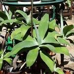 Agave attenuata পাতা