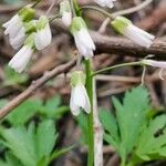 Cardamine concatenata 葉