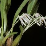Maxillaria ochroleuca