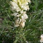 Pedicularis comosa Flor