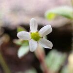Saxifraga tridactylites Flower