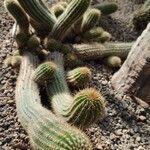 Echinopsis huascha Hábito