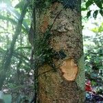 Aspidosperma desmanthum Corteza