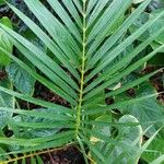 Dypsis lutescens Blad