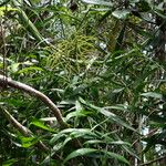 Dypsis scandens Habit