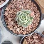 Echeveria derenbergii Foglia