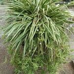 Chlorophytum comosumHostoa