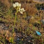 Ornithogalum arabicum Habit