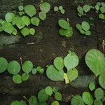 Begonia letouzeyi आदत