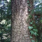 Picea brachytyla Corteza