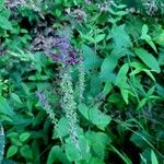 Stachys sylvatica Hábito