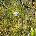 Roella ciliata Hoja