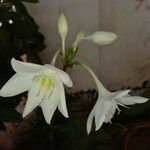 Eucharis amazonica Flor
