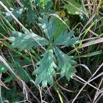 Potentilla inclinata Φύλλο