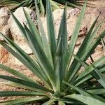 Agave angustifolia Habit